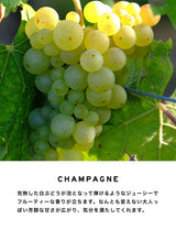 Eau de toilette perfume | 5ml | Champagne 